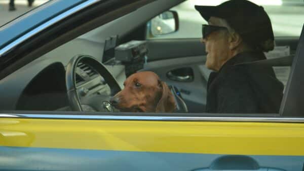 brown dog in front of black steering wheel