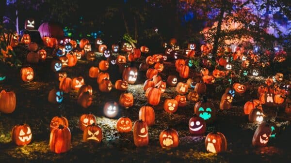 a group of pumpkins in a field